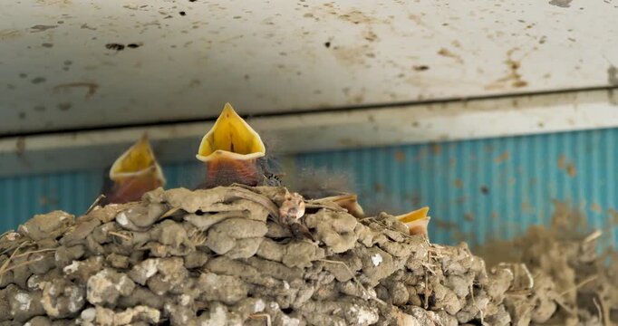 new born barn swallow chicks in a nest on human house's wall waiting for feeding time