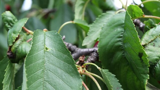  Cherry tree leaves damaged by pest infestation and aphid colonies in close-up