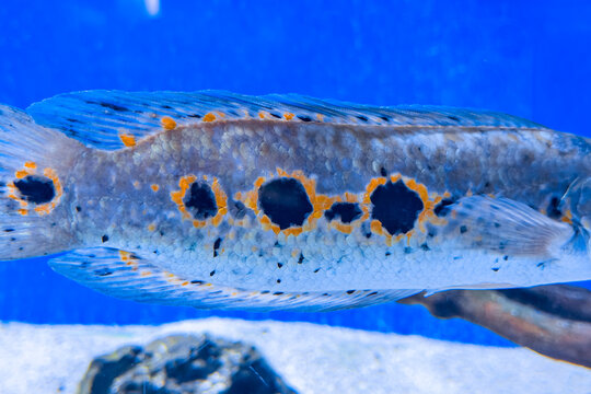 Ocellated Snakehead fish displaying distinct black and orange spots underwater
