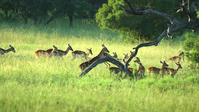 Large Herd of Impalas Grazing in the Open African Savanna Grassland