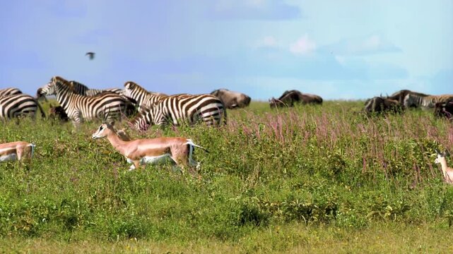 Mixed herd of zebras and gazelles grazing together in the savanna