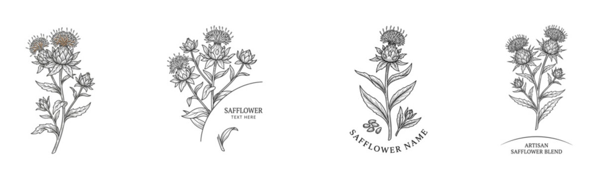 Safflower flower botanical engraving set featuring hand drawn floral stems and vintage herbal illustrations for organic cosmetic packaging and botanical branding