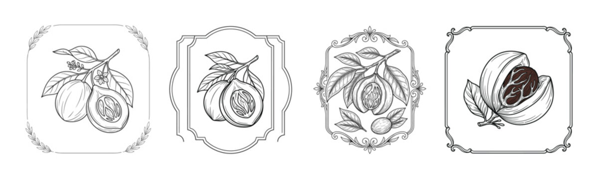 Vintage nutmeg botanical engraving collection with detailed hand drawn spice fruit illustrations and ornate frames for gourmet packaging, herbal branding and organic product labels