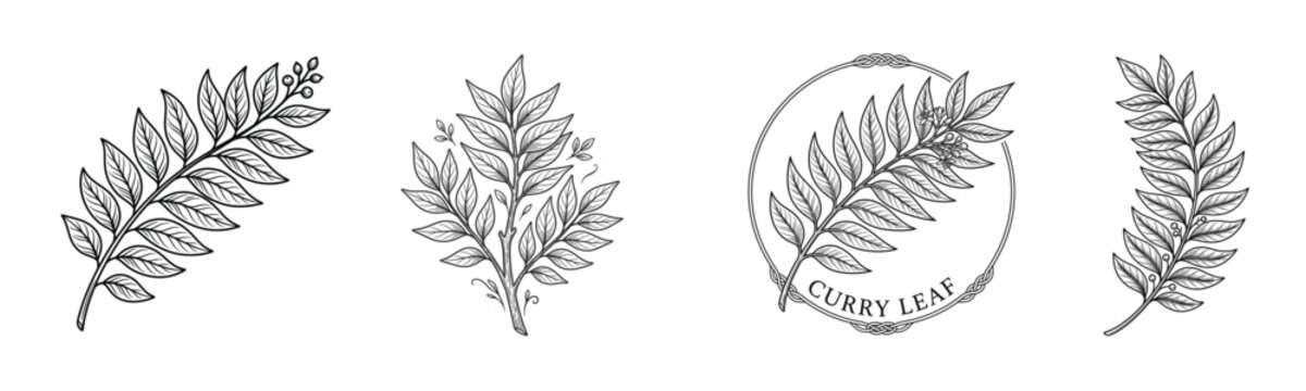 Hand drawn curry leaf botanical engraving collection with vintage herbal branch illustrations, detailed spice foliage elements for organic food packaging, cosmetic labels and herbal branding