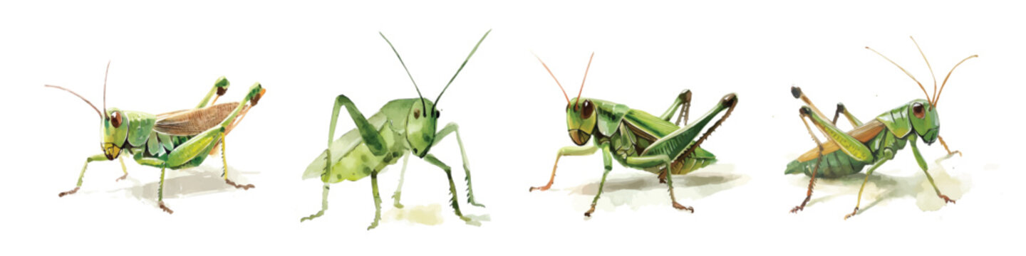 Vector set. Illustration of grasshopper painting design set, Hand-painted style, vectorized, vector set available in EPS, Simple Hand-painted watercolor style