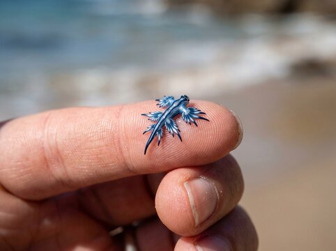 A striking macro shot of a tiny blue dragon sea slug (Glaucus atlanticus) perched on a human finger, with a blurred beach and ocean background