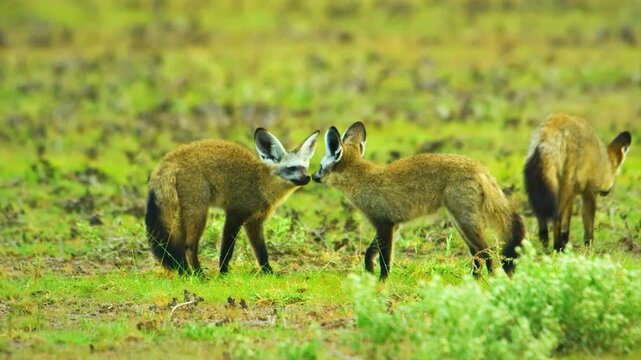 Two bat-eared foxes interacting and touching noses in a grassy field