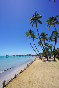 Tropical Beach Coastline with Palm Trees and Turquoise Sea in Maceio, Brazil