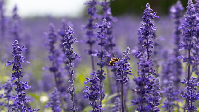 Honeybee Foraging on Purple Blue Salvia Flower Spikes in Japanese Garden