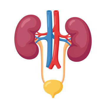 Simple kidney icon pair with arteries and ureters