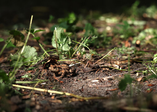 A frog camouflaging in the forest.