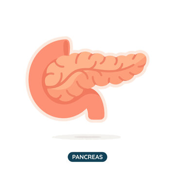 Simple pancreas icon with soft textured folds