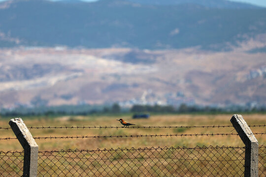 Bird sitting on barbed wire