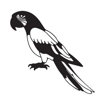 designing parot.