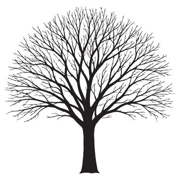 Bare winter tree silhouette vector, minimalist black oak tree with intricate branches, leafless deciduous tree isolated on white background