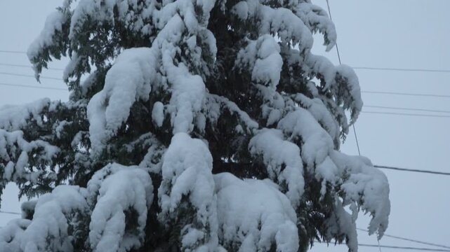 Snow-covered spruce branches during a winter snowfall, Close-up of fluffy evergreen pine or spruce branches heavily weighted down by a thick layer of fresh white snow. Soft snowflakes falling in the b