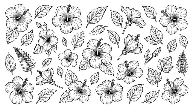 Flower hand drawn botanical pattern with detailed leaves and white blossoms for textile, wallpaper, and branding backgrounds
