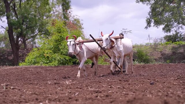 young Indian farmer working in the field with a bull