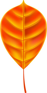Stylized orange leaf with visible veins isolated on a white background