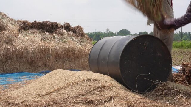 Farmer threshing rice by hand during harvest