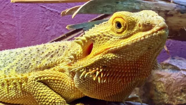 Panning close-up shot of a yellow Pogona vitticeps or bearded dragon lizard with textured scales and alert expression.