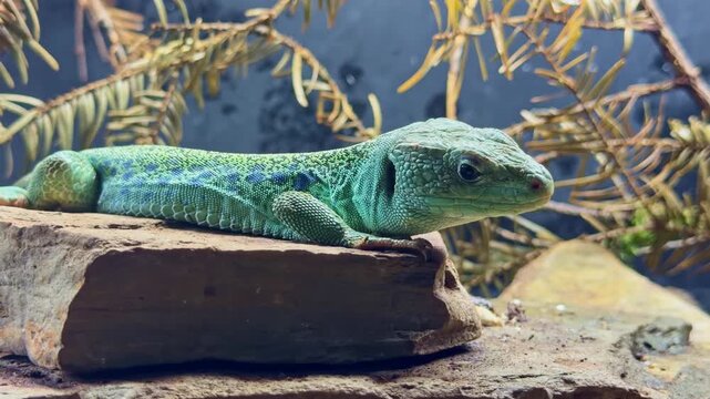 Ocellated lizard or jewelled lizard aka Timon lepidus turquoise colored lizard resting quietly on rocky terrarium environment.