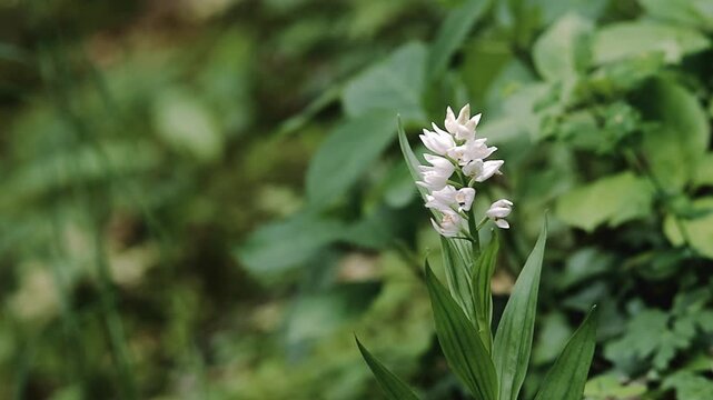 Close-up of wild garlic plant with white flowers against a background of field herbs