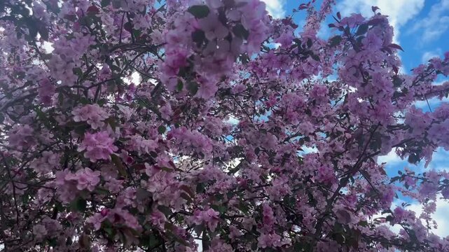 A Closeup of a blooming Cherry Blossom tree on a bright spring day. The bright pink petals blow in the breeze.