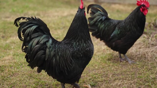 Two roosters standing on farm ground with bold feathers and natural posture outdoors