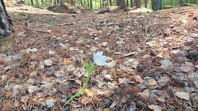 White pulsatilla flower growing on the forest ground near pine tree trunk. Wild spring plant in woodland environment. Nature beauty and botanical study concept.