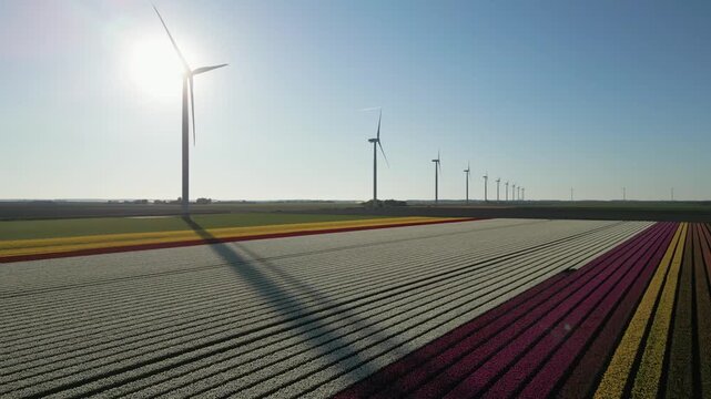 Cinematic drone footage of modern wind turbines producing renewable green energy above colorful tulip fields in the sustainable agricultural landscape of Flevoland, Netherlands.