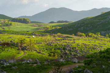 Obraz premium 早朝の山口県秋吉台 朝の光に照らされるカルスト台地