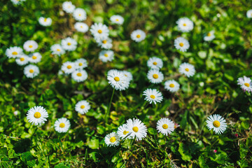 Fototapeta premium Many white flowers bloom in a green field on a sunny day during springtime nature