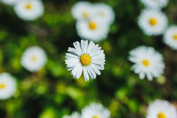 Obraz premium Daisy flowers grow in a sunny field during springtime with a detailed view of one flower in focus surrounded by many others