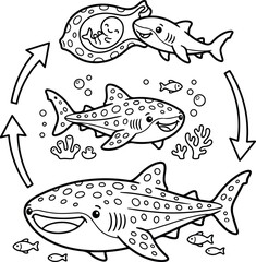 Obraz premium vector illustration life cycle of whale coloring book line art