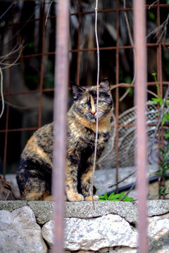 Tortoiseshell cat looking through fence bars, representing themes of freedom, captivity, and street animal life