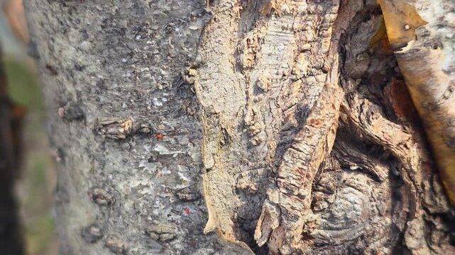 Close up ant of rough textured tree bark on trunk. Organic pattern of natural wood surface. Botanical detail of forest plant growth for environmental background.