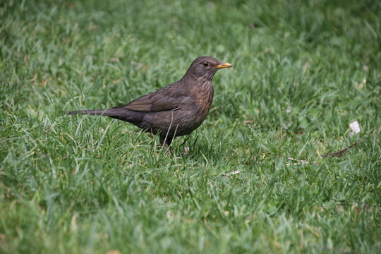 Weibliche Amsel