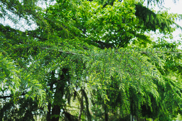 Fototapeta premium Close view of green tree branches in a forest during daytime showing the texture of the leaves and the trees in the background