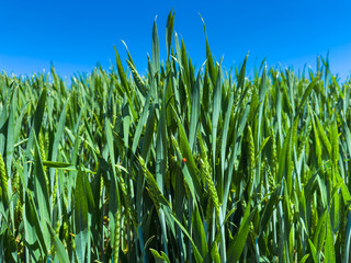 Fototapeta premium Wheat field grows under blue sky during sunny day in rural area