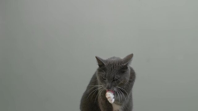 Cat Cleaning Itself By Licking on Gray Color Background. Cute Gray Feline Self-Grooming. Relax Time. Domestic Pet Video. Natural Behavior. Real Shot Kitty Licks its Muzzle Isolated. Goods for Pets