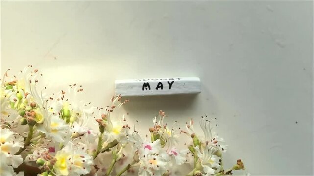 White blossoms with May calendar on minimal background, spring seasonal flat lay, floral greeting concept.