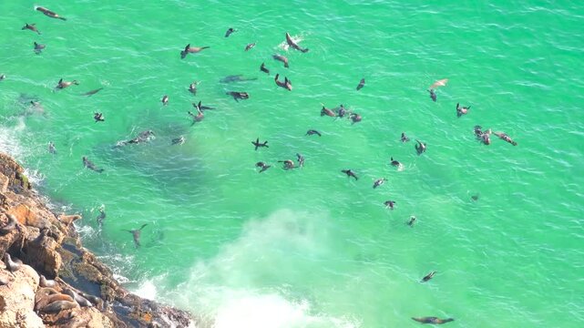 Seals frolic in clear blue seawater along Robberg Marine Protected Area, Plett