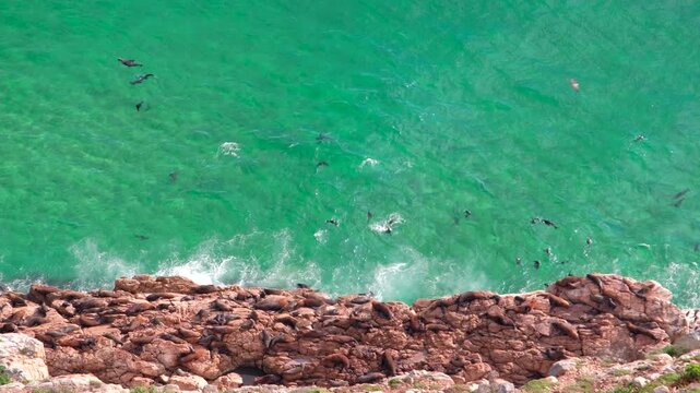 Cape Fur Seal colony basking on coastal rocks and swimming in sea at Robberg