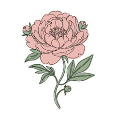 A single line drawing of a pink peony flower with buds and leaves © fatkul