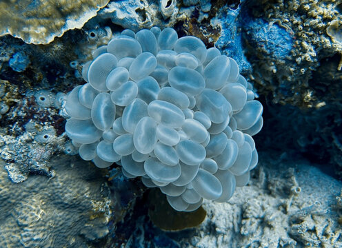 Close-up of Bubble Coral (Plerogyra sinuosa) on a Tropical Reef