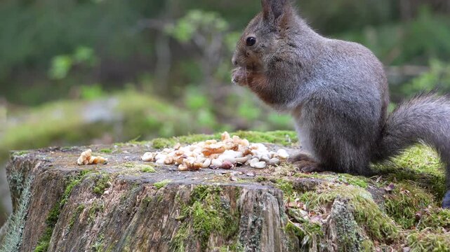Cute squirrel sitting on a tree stump and eating nuts in the park