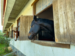 Obraz premium Horses looking out from their stalls in a barn during daylight hours in a rural area