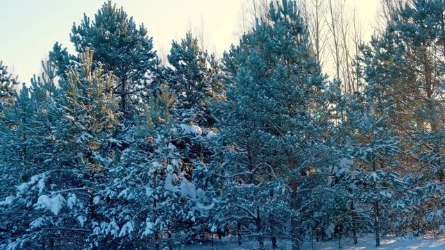 Close up view of icy frozen tree branch with dry foliage hanging isolated. Beauty of winter season concept. Christmas natural background. Ultra Full hd video footage. Ice hoarfrost green leaves plants