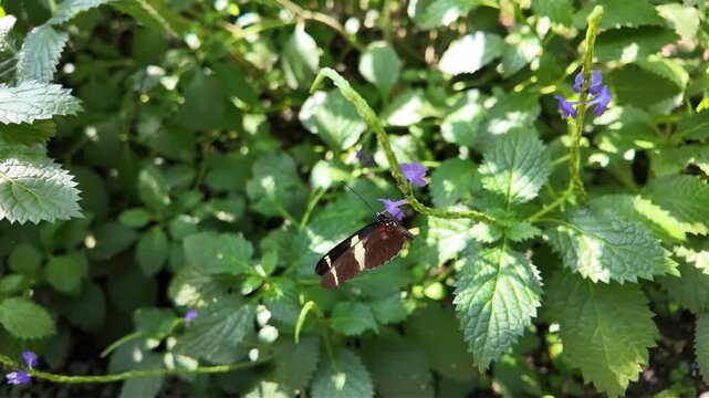 Close up of a postman long wing butterfly sitting on a purple flower and collecting nectar on a sunny spring day in slow motion